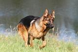 BERGER ALLEMAND 722